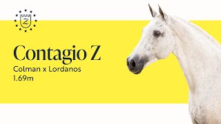 Contagio Z - Zangersheide Stallion Presentation 2023