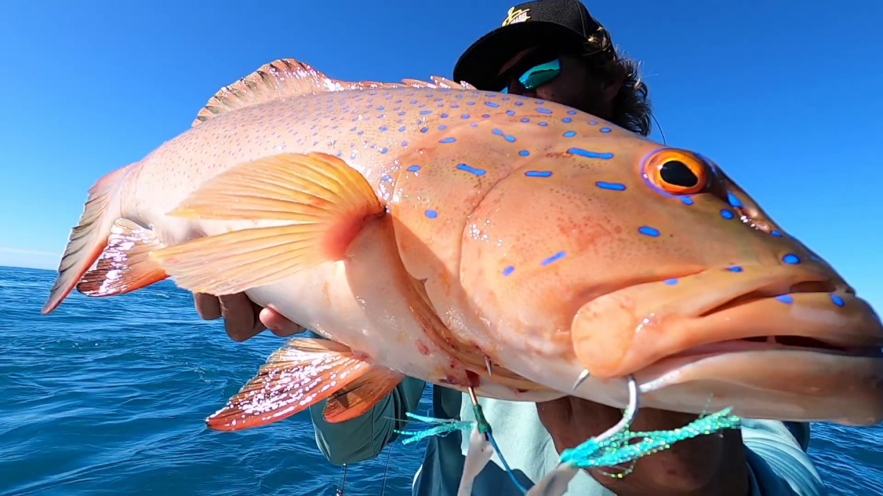 How to catch coral trout using SLOW PITCH JIGGING techniques - Whitsunday  Islands 