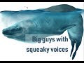 Why marine mammals have high pitched voices  prof tracey rogers