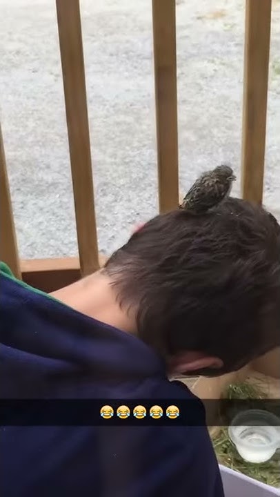 cute-bird-pooping-on-my-head-youtube