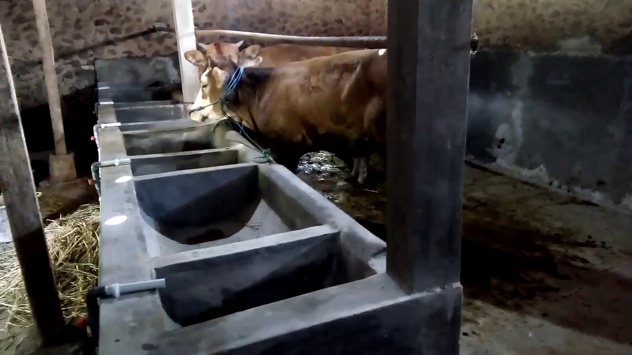 Peternak Sapi Muda yg Sukses 