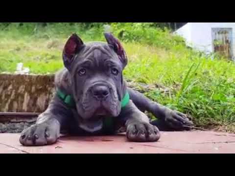 Cane Corso Puppy Available Youtube