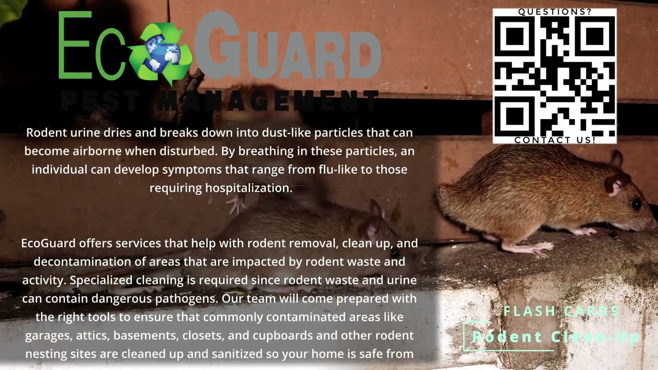 Rodent Dropping Clean Up and Sanitation Services | EcoGuard Pest Management