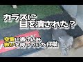 カラスに襲われ、救いを求めて空家に逃げ込んでいた仔猫＃kitten＃cat＃子猫