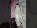 sweet Bird vlog