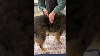 Measurements of the upper thigh, trunk and upper forelimb.