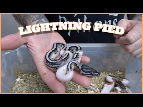 Lightning Pied Clutch Update!! #83