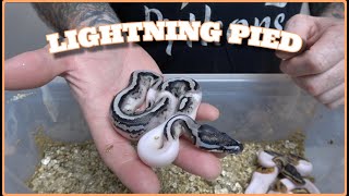 Lightning Pied Clutch Update!! #83