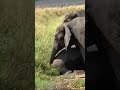 Clumsy elephants rescued by its family members in a dramatic way.