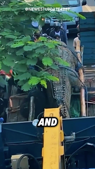 Largest Saltwater Crocodile LOLONG!🐊😱