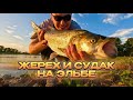 ЖЕРЕХ И СУДАК НА ЭЛЬБЕ | РЫБАЛКА НА СПИННИНГ