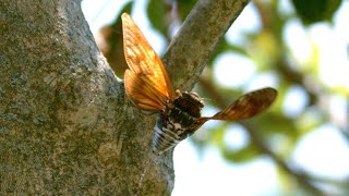 【JUS】セミが飛ぶ特殊映像・ウルトラスロー