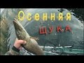 Осенняя щука 2016 Волшебная вертушка...щука в шоке! Mepps Lusox