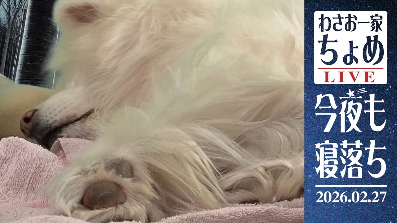 つまり肉球直列？  02/27 わさお一家 ちょめ  長毛秋田犬 おやすみ配信  #wasao_official