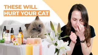 These 7 Household Items Will Hurt Your Cat (Do You Pass the Safety Test?) by Cats 20,835 views 5 months ago 6 minutes, 58 seconds