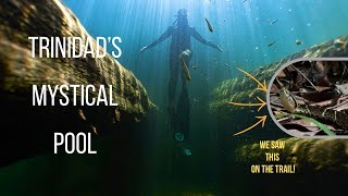 Exploring Mystique Pool: 16ft Freedive & a Highly Venomous Surprise