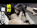 ハスキー犬に育てられた子猫が一緒に生活するうちに、ハスキーのようになりました...