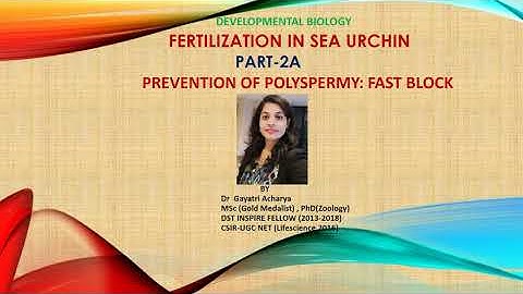 Fast block to polyspermy in sea urchin/CSIR-UGC NET/Dr Gayatri Acharya