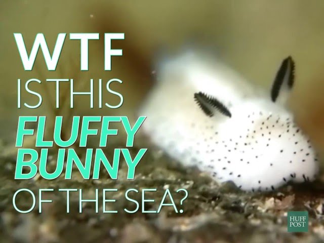 What IS This Adorable Sea Bunny? class=