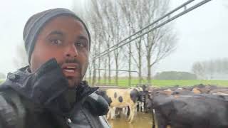 Dairy Farming life in Newzealand 🚜🐄