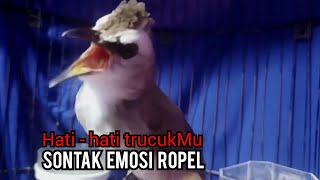 Download Lagu Trucukan Gacor EMOSI Ropel panjang Ngikluk Ampuh untuk Pancingan Trucukan agar bunyi Ropel MP3 Download Lagu Trucukan Gacor EMOSI Ropel panjang Ngikluk Ampuh untuk Pancingan Trucukan agar bunyi Ropel MP3