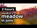 SOUNDS of SUMMER: "A meadow in June" - Birds, Crickets, and Insects - RELAXATION + SLEEP SOUNDS