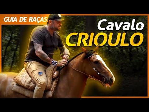 CAVALO CRIOULO, O ORGULHO GAÚCHO! | RICHARD RASMUSSEN