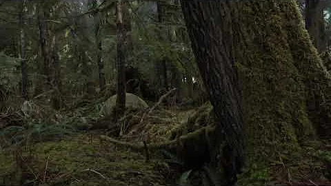 Fairy Creek Watershed Blockade