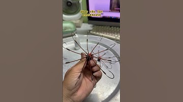 lưỡi câu cá zìa cá nâu lục 10 lưỡi 180k /c