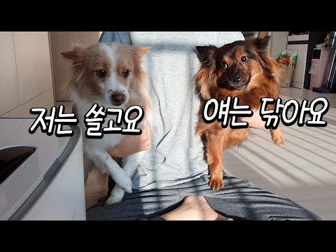 강아지 집사의 최첨단 미래형 로봇청소기 리뷰 / 드리미w10