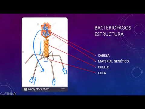 Vídeo: Morfogénesis De Las Fibras De Cola Y Cola T4