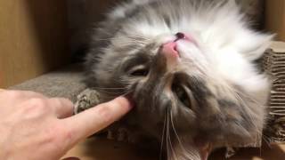 無防備に寝る猫 ノルウェージャンフォレストキャットSleeping cat.Norwegian Forest Cat.