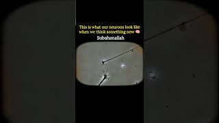 Download Lagu Brain cells in Action #islamicshorts #allah #allahuakbar #motivation #facts #islamicmotivation #nur MP3