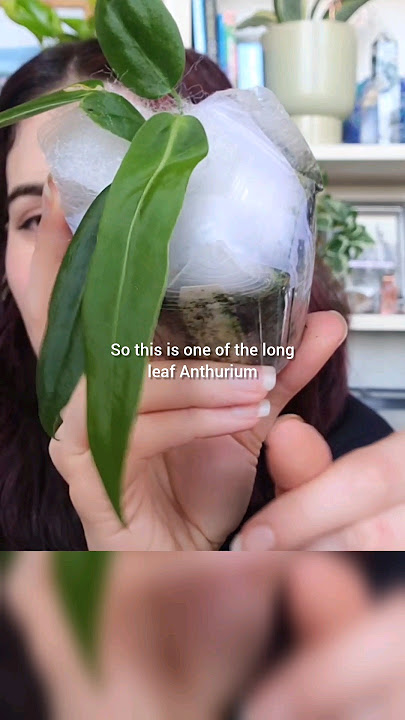 Plant Mail from Wuhoo Tropicals 🌿✨️ #jaclynnsjungle #plantmail #anthurium