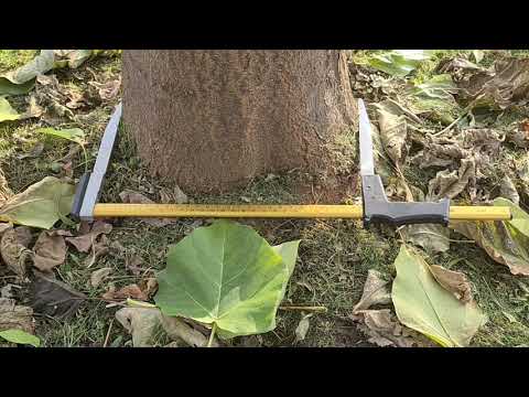 Video: Brachychiton Este Regele Copacilor. Ingrijirea Casei. Fotografie