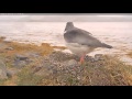 Oyster Catcher calling her mate