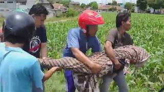 Penemuan mayat di sawah