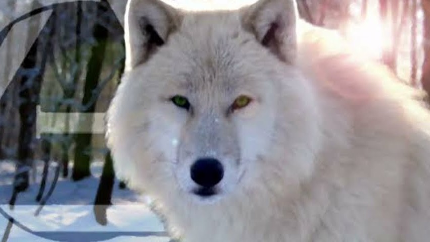 ⃝⃤ Therian playlist 🐺🍂🍃 ★ ~ ]