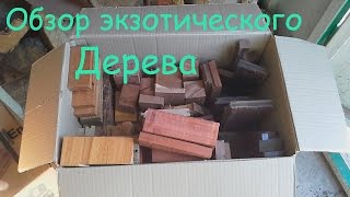 Экзотическое дерево