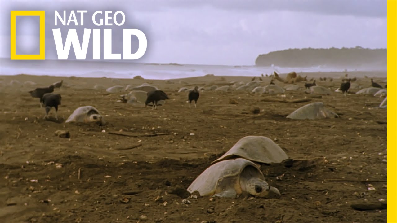 Sea Turtle Nesting Grounds Wild Costa Rica YouTube Sea Turtle Nesting Grounds Wild Costa Rica YouTube