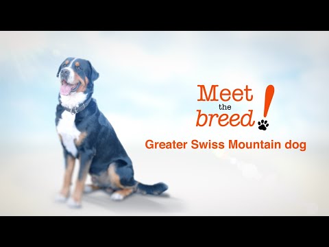Meet The breed: Greater Swiss Mountain Dog
