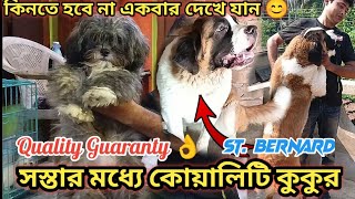 St. Bernard Dog Sell | Cheapest Dog Kennel In Barrackpore |Dog Kennel Kolkata|Dog market In kolkata|