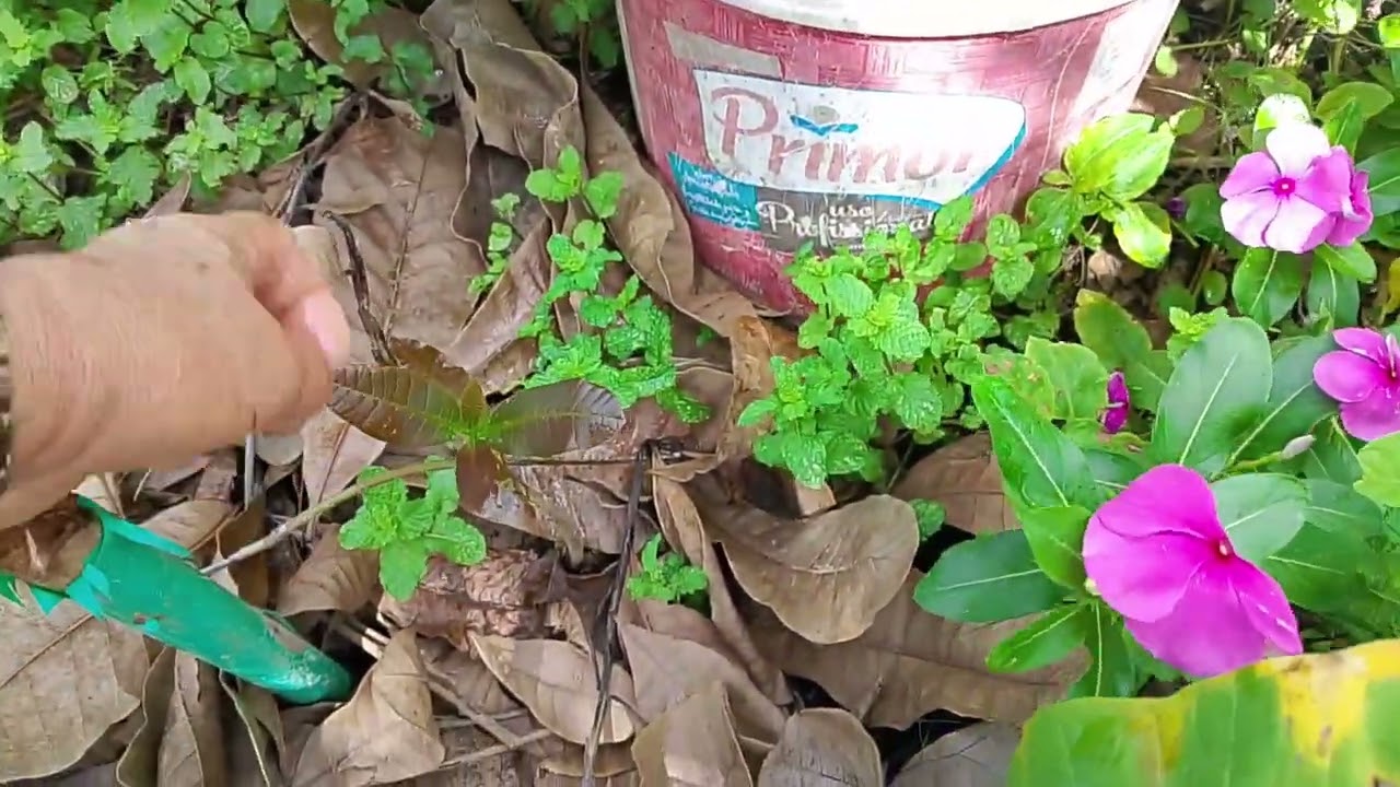 Colocando comer pro patinho 