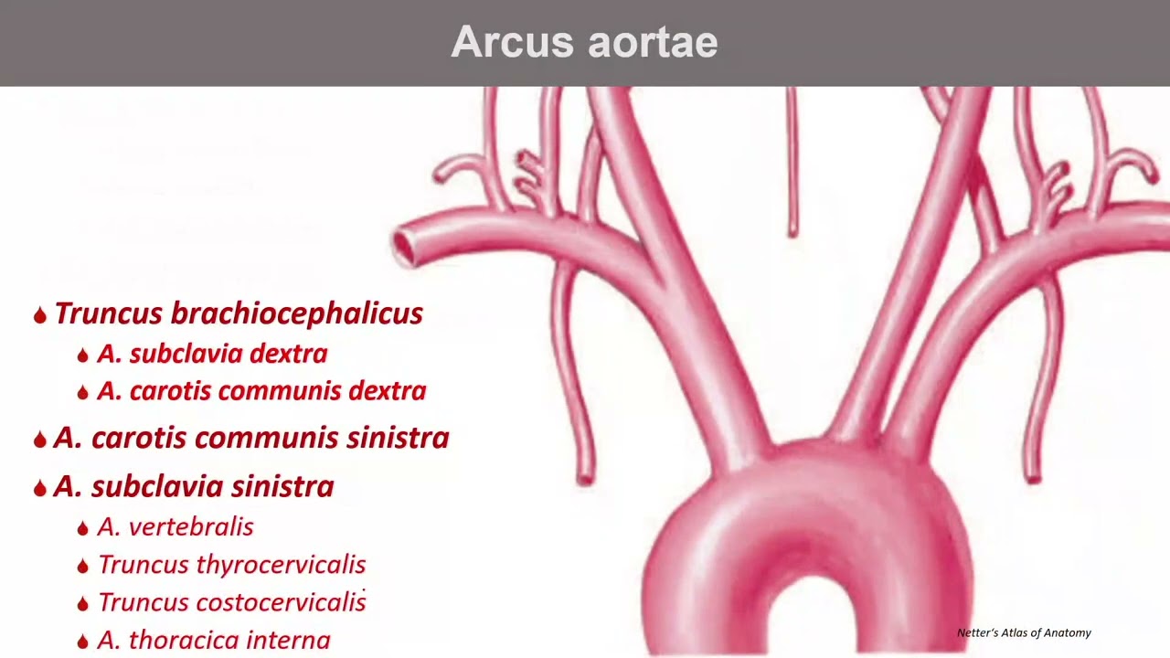 Prof. MUDr. Jiří Ferda, PhD. - Tepny velkého oběhu