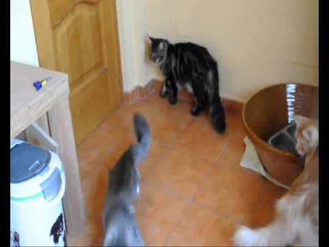 Maine coon Bubi, Mimi, Melo. Laser fever.wmv