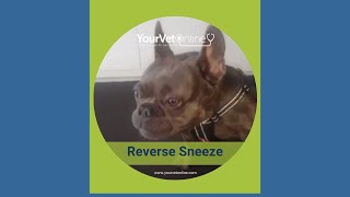 What is this noise? The reverse sneeze! | #short