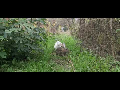 სიყვარული ვენახში.