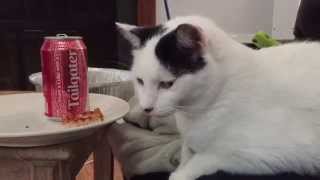 Fat Jake