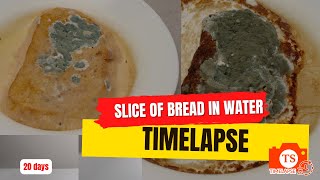 Molding bread timelapse - Mold growing on slice of bread for 20 days