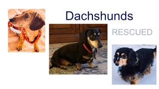 Low Rider Dachshund Rescue FL